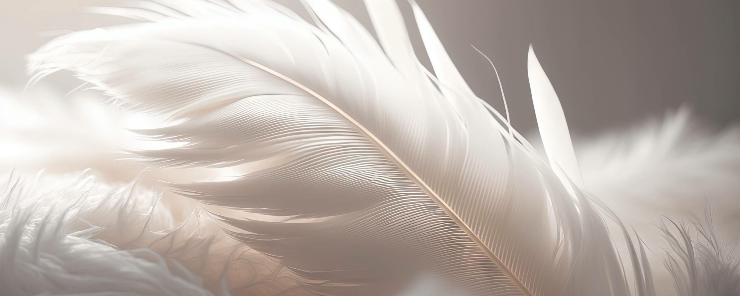 close up of white feather
